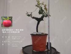 7号、象形桩金弹子嫁接小叶 丰果 血红果 正圆果型  枝条易造型