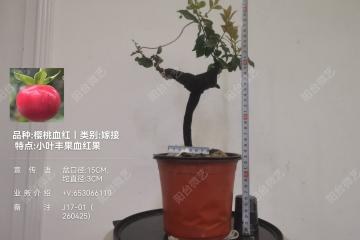 7号、象形桩金弹子嫁接小叶 丰果 血红果 正圆果型  枝条易造型