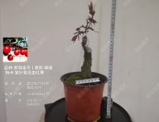 8号、嫁接紫阳金丹金弹子 紫叶 紫芽 紫果 血红果  