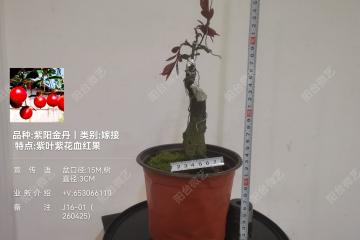 8号、嫁接紫阳金丹金弹子 紫叶 紫芽 紫果 血红果  