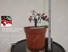 9号、嫁接紫阳金丹金弹子 紫叶 紫芽 紫果 血红果