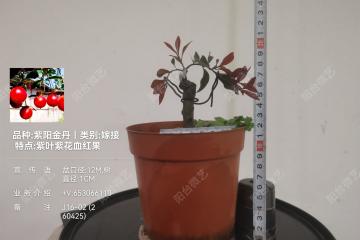 9号、嫁接紫阳金丹金弹子 紫叶 紫芽 紫果 血红果