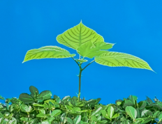 根系不好的植物可以喷施叶面肥吗？