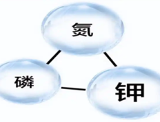 氮磷钾分别对植物生长起什么作用？