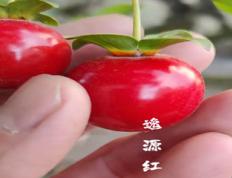 金弹子Z38【逸源红】种子