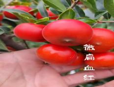 金弹子Z31【扁血红果】种子