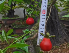 金弹子Z37【金丝葫芦】种子