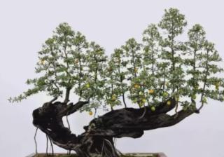 盆景忌讳枝干取舍和详细讲解