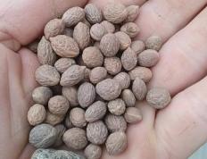 酸枣种子怎样提高发芽率？