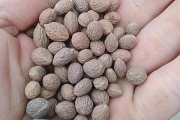 酸枣种子怎样提高发芽率？