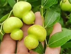 葫芦枣