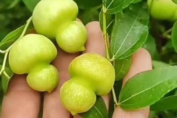 葫芦枣