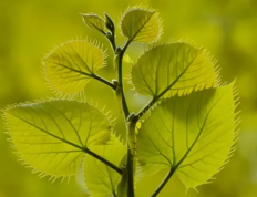 移栽的植物怎样知道已经成活？