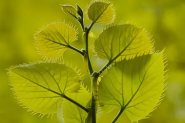 移栽的植物怎样知道已经成活？