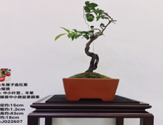 J022607 嫁接车厘子血红果根艺