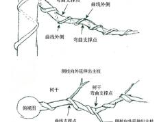 杂木年功盆景，侧枝分解图