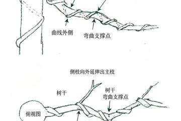 杂木年功盆景，侧枝分解图