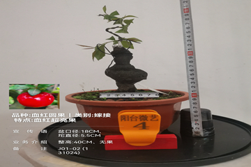 mmexport1728818069058_副本_副本.jpg