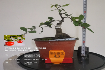 mmexport1728297813078_副本.jpg