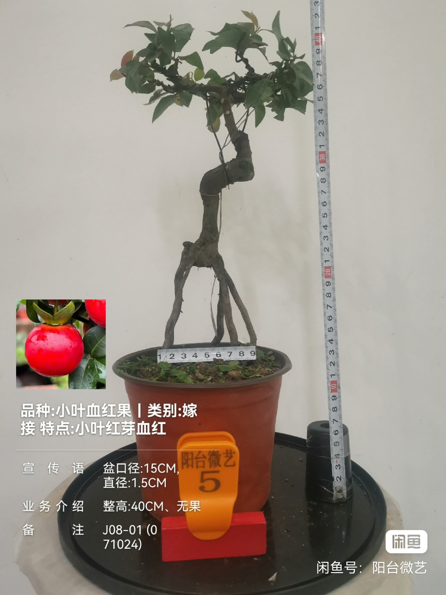 image_editor_1740396973130.jpg