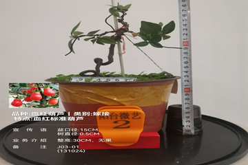 mmexport1728816948660_副本.jpg