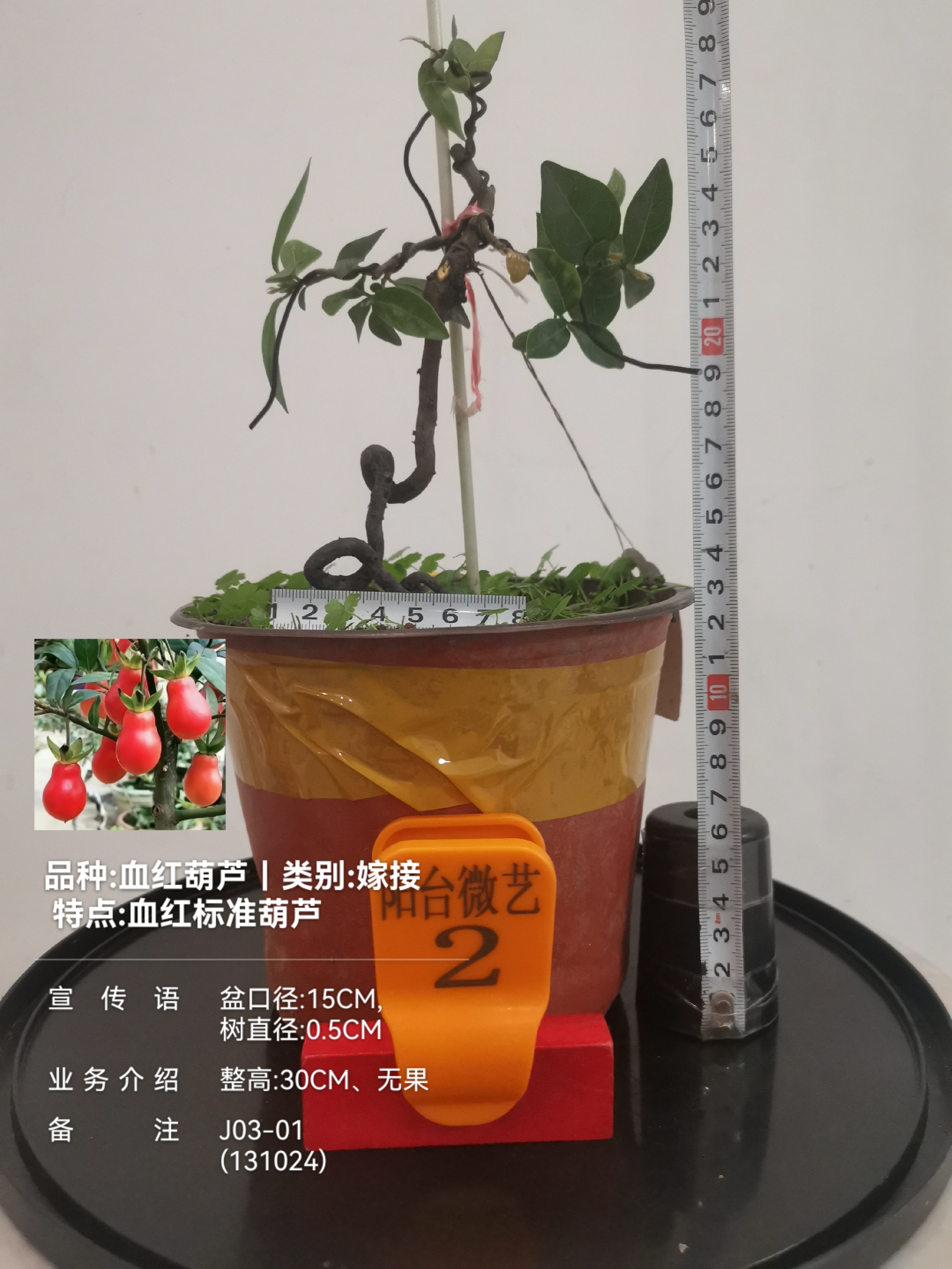 mmexport1728816948660.jpg