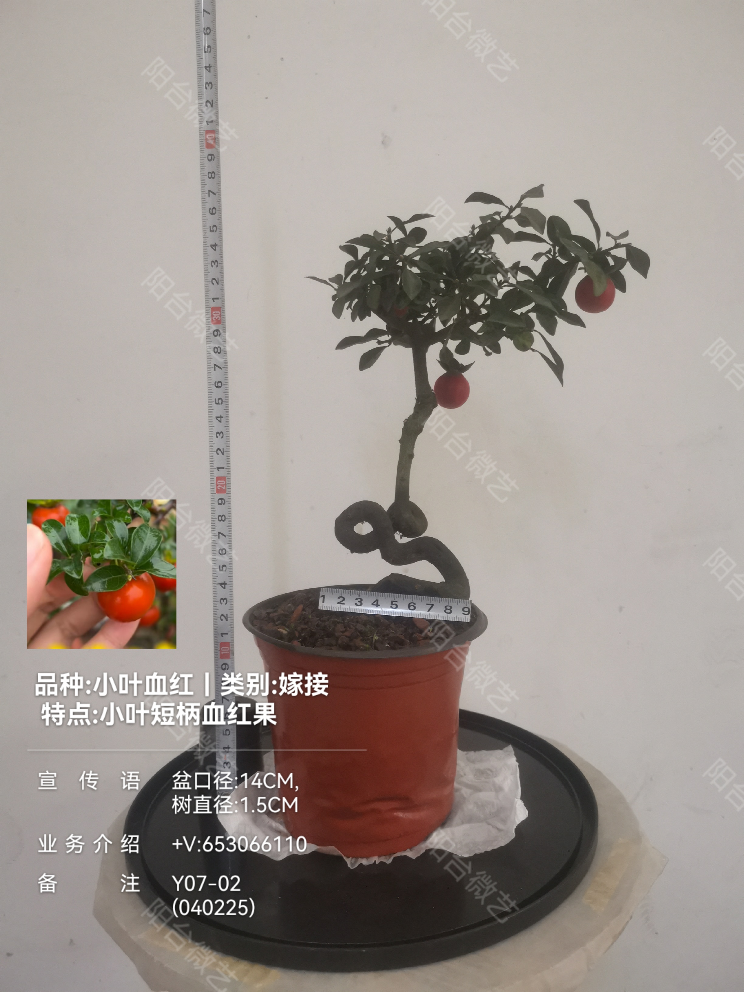 mmexport1738653725439.jpg