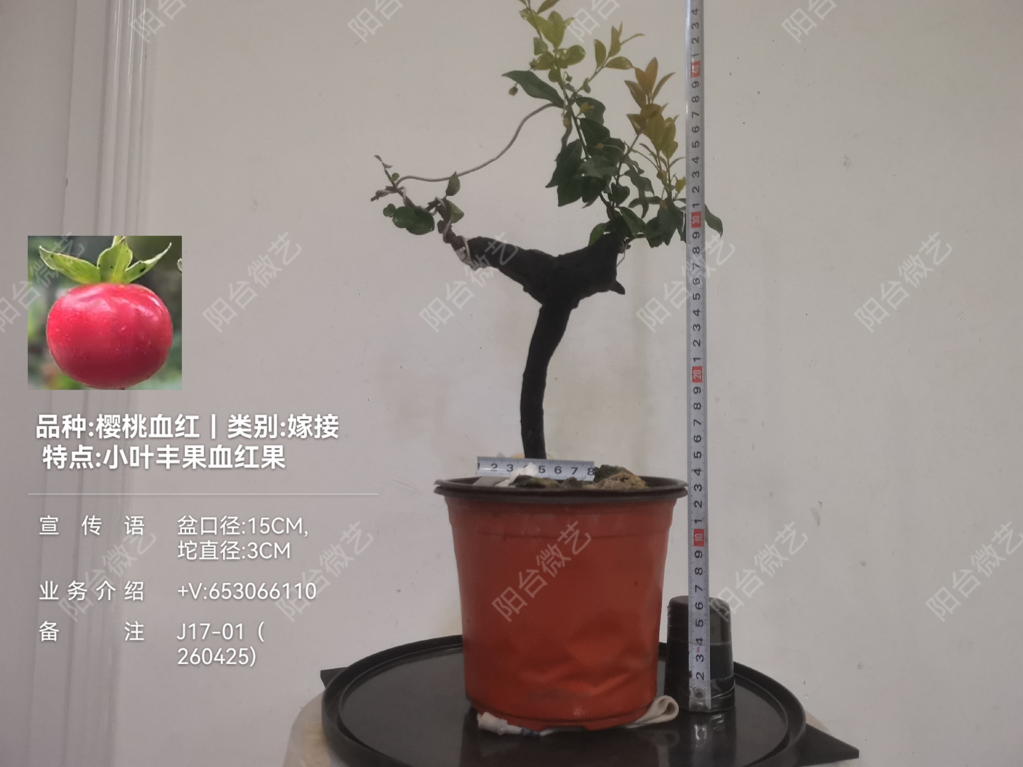 3B3CAD1346373D2B5FCCA88B2AB041AD.jpg