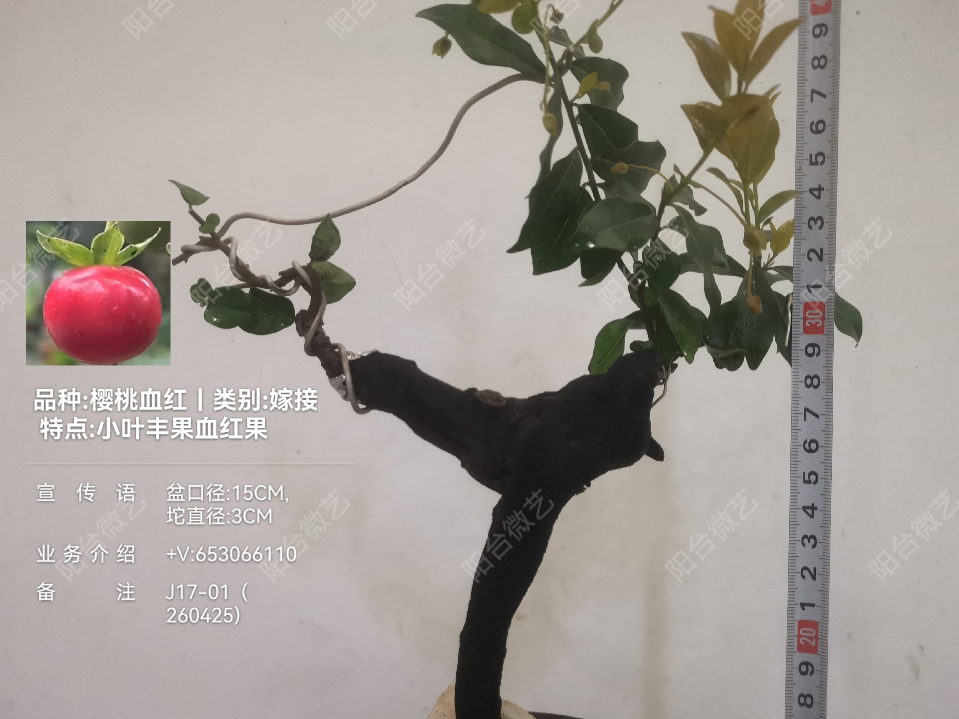 7B60D6F42E3AC1D9A15FF7ACB4D7E102.jpg