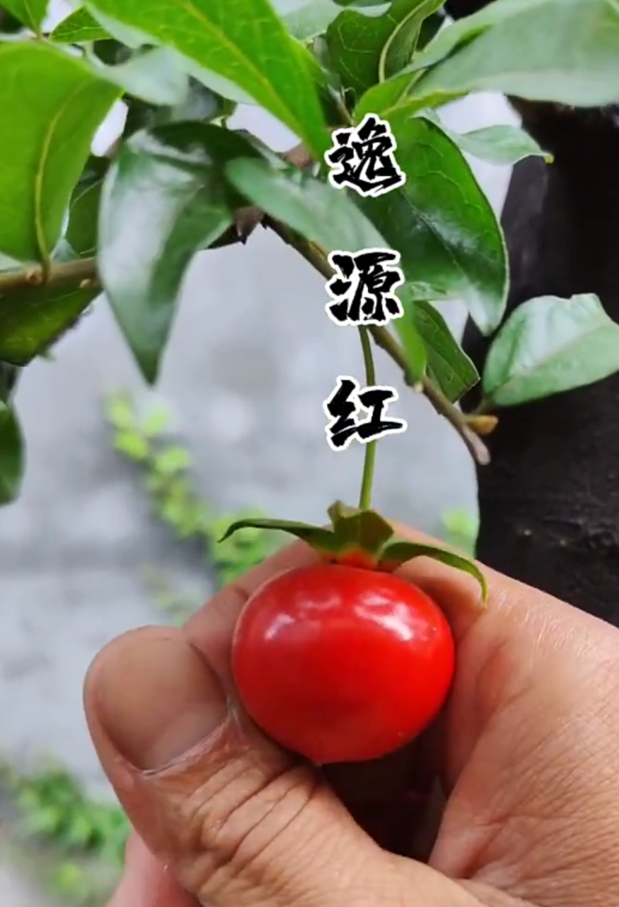 金弹子Z38【逸源红】种子