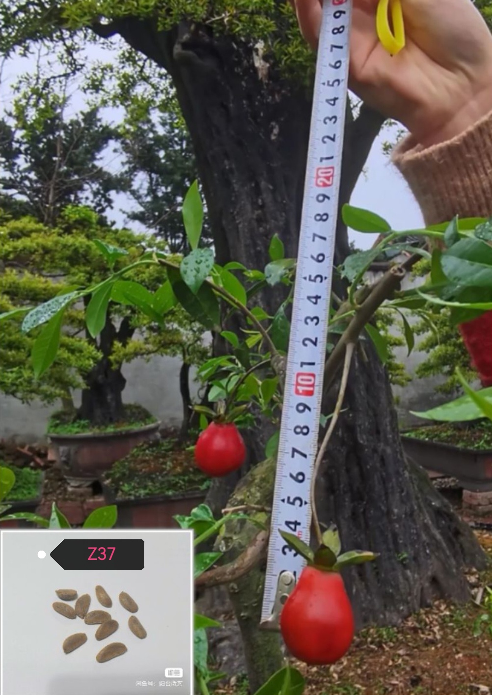金弹子Z37【金丝葫芦】种子