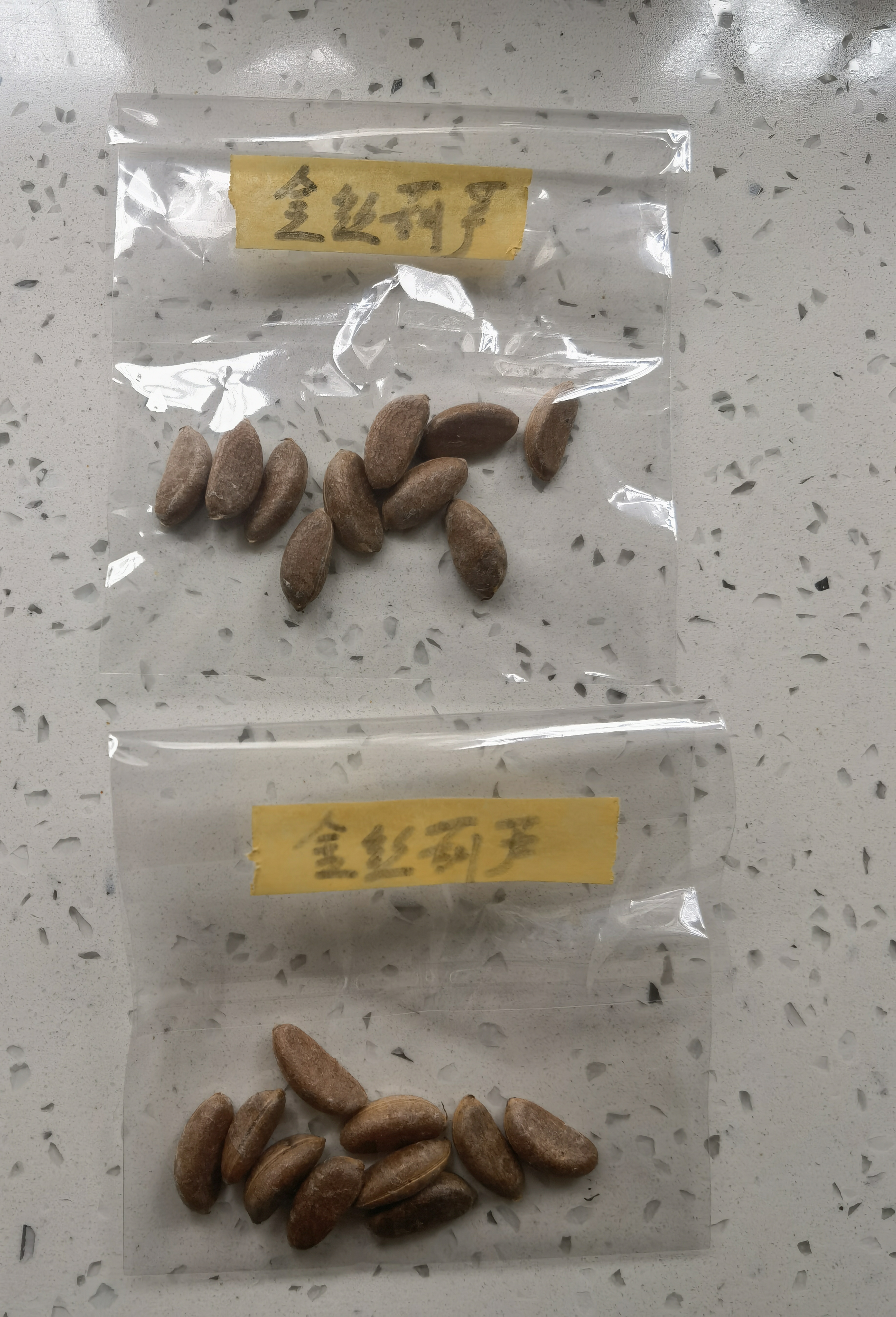 金弹子Z37【金丝葫芦】种子