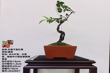J022607 嫁接车厘子血红果根艺