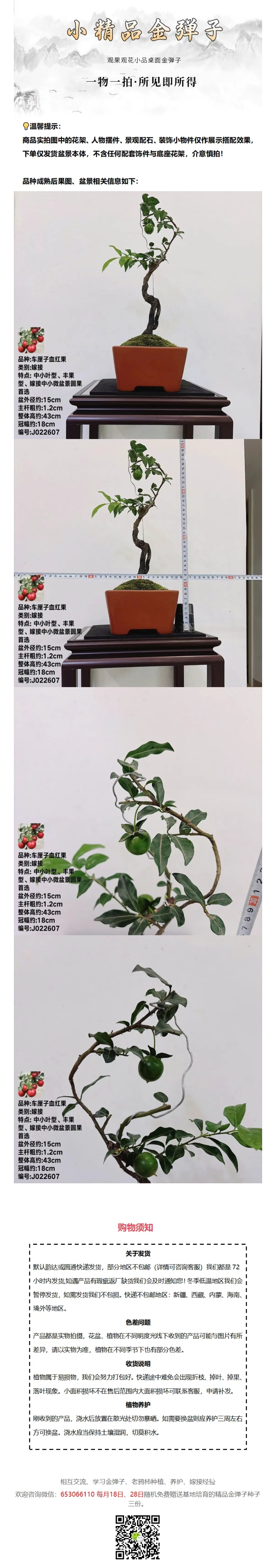 J022607 嫁接车厘子血红果根艺
