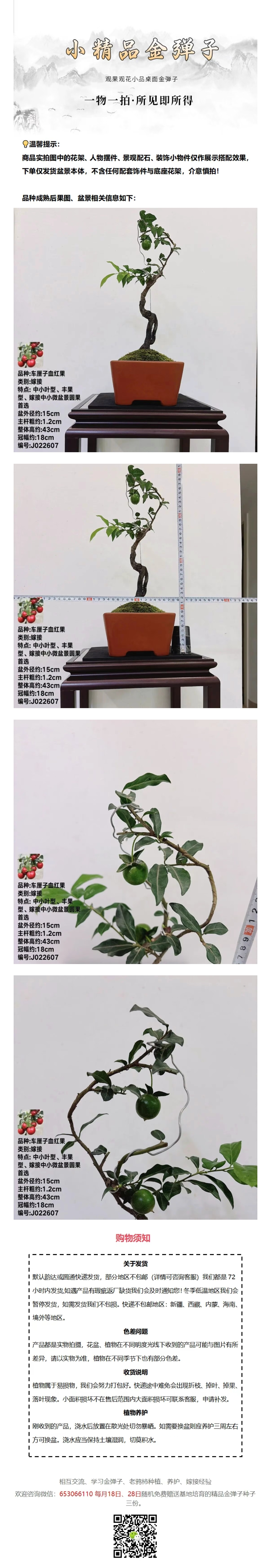 J022607 嫁接车厘子血红果根艺