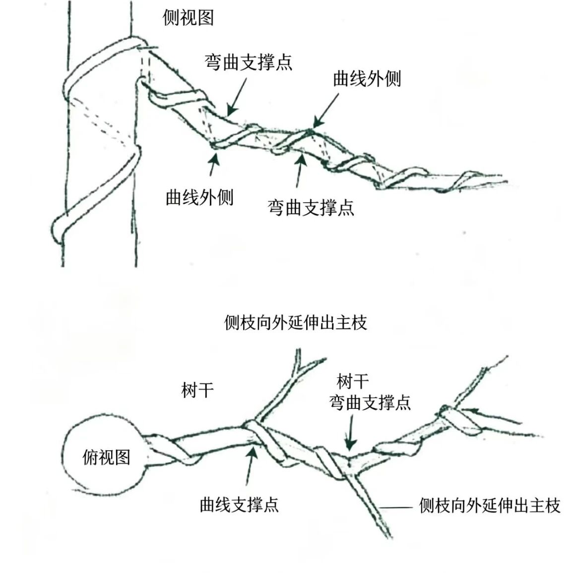 杂木年功盆景，侧枝分解图