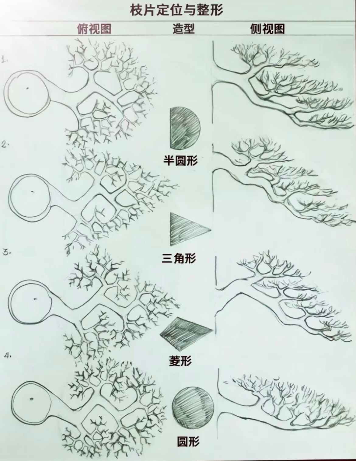 杂木年功盆景，侧枝分解图