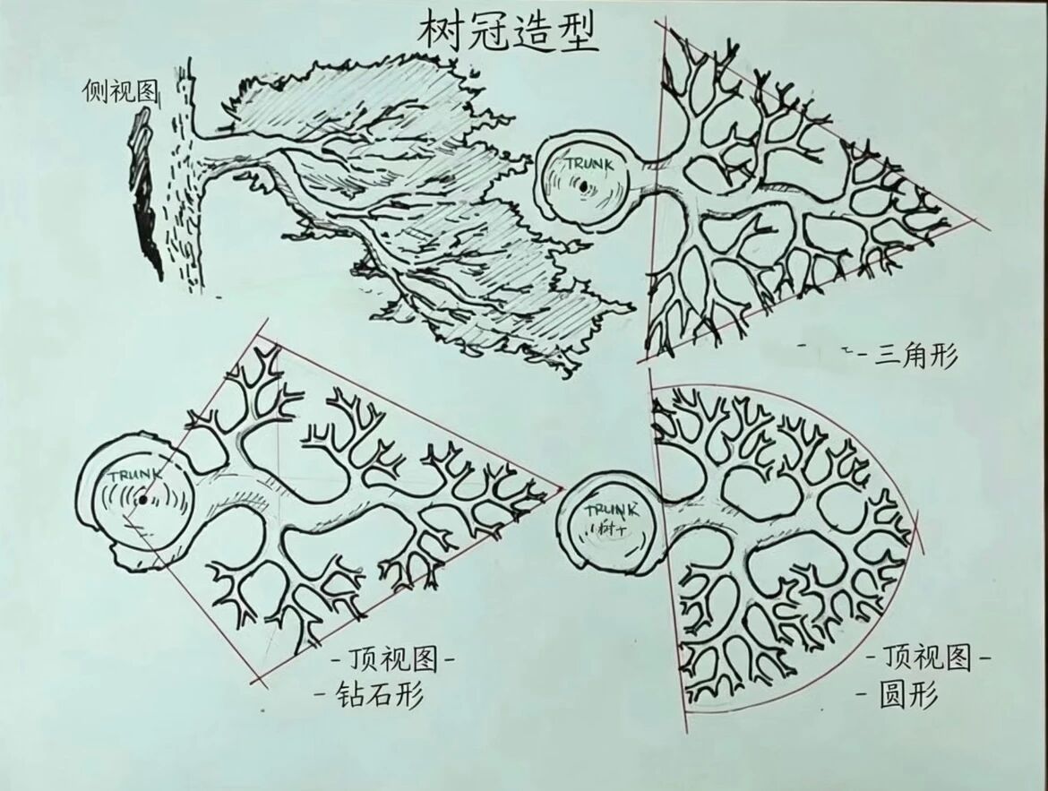 杂木年功盆景，侧枝分解图