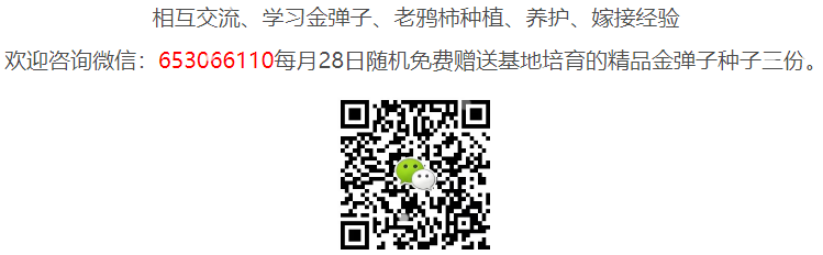 杂木年功盆景，侧枝分解图