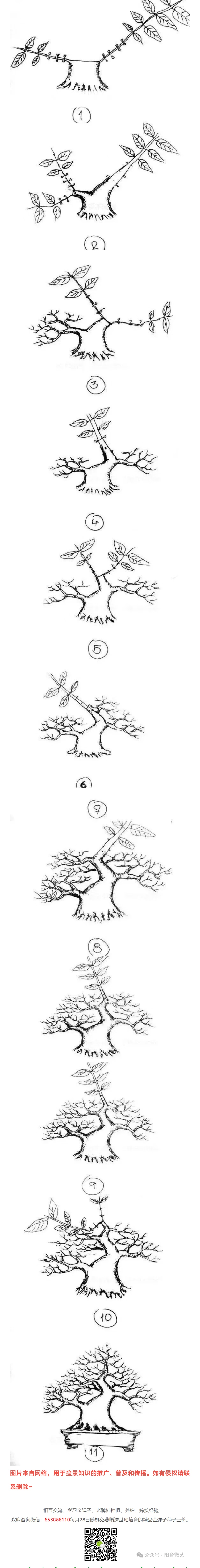 矮霸盆景培养简图